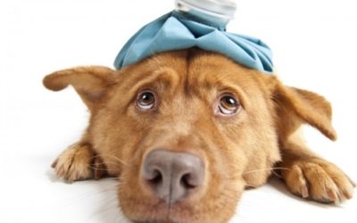 What to Do BEFORE YOU or YOUR Pet Get Sick, So That You and Your Pet Do NOT Get Sick